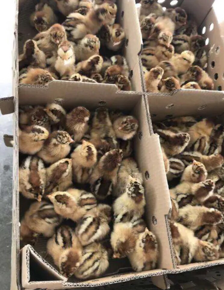 良凤花鸡苗 可养10斤 包打疫苗 包技术指导 包路损
