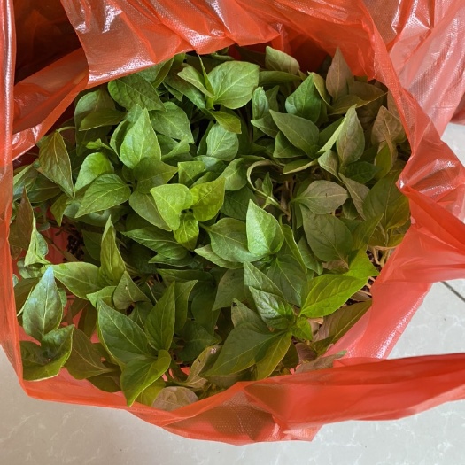 寿光市螺丝椒苗大果型耐寒螺丝椒苗子陇椒苗辣椒苗子可全国发货包邮