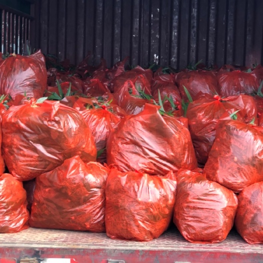 楚雄市黄精种苗 基地直发 品种纯正 质量保证