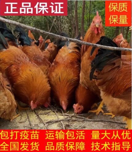 南宁灵山土鸡苗 优良品质 包打疫苗 运输存活 包技术指导