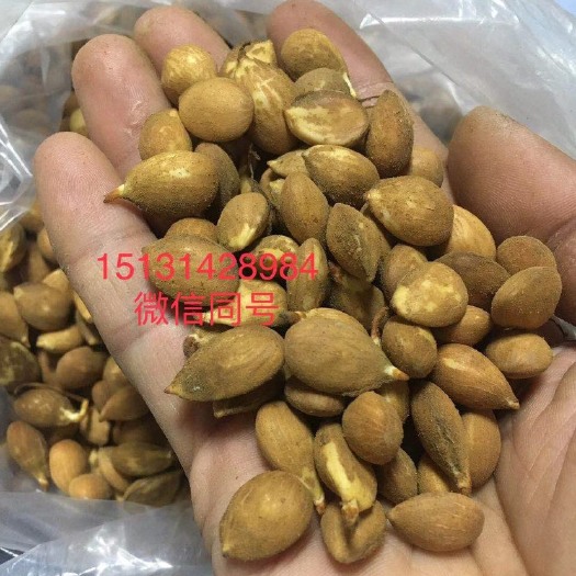 辛集市核桃  新毛桃芽，毛桃种子