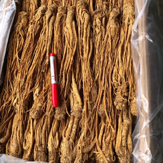 昆明岷当归  当归