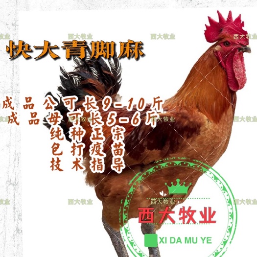 南宁快大青脚麻鸡苗，品种优良，量大从优【优惠促销】