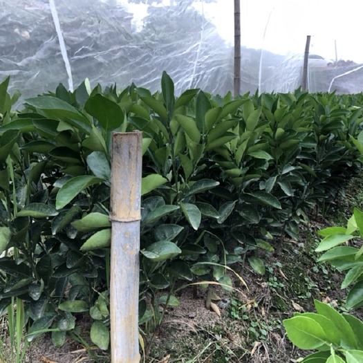 安远县赣南脐橙苗批发零售