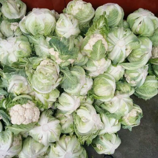 城固县白花菜花 适中 陕西省汉中市洋县 2~3斤 