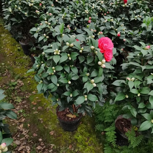 漳平市大红赤丹茶花各种规格基地批发形状好花苞多精品货源