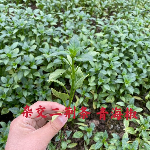 眉山二荆条辣椒苗  杂交二荆条 青海椒