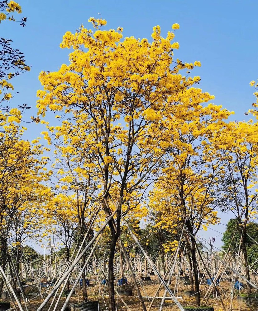 黄花风铃木 多花风铃木5-15公分