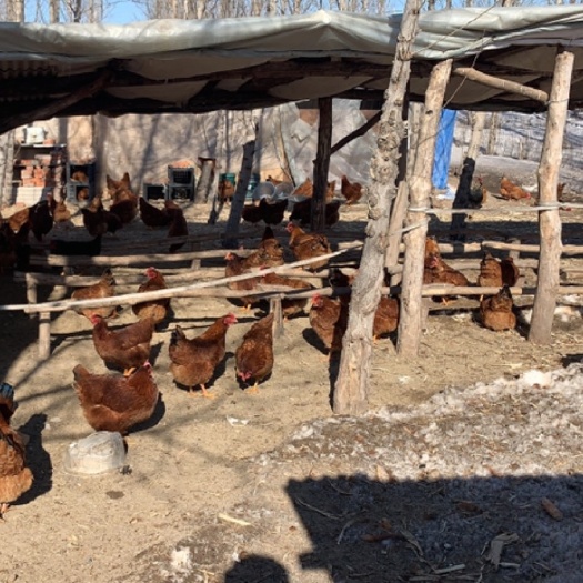 长岭县土鸡蛋  东北自家林地散养，纯虫草粮食蛋，绿色生态无任何饲料添加剂