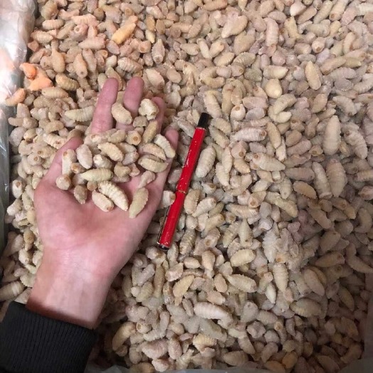 广州地王蜂蛹 熟冻挑屎土蜂三级蛹（品质如图）