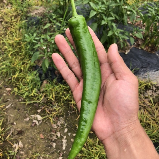 阳西县 加长加粗薄皮精品牛角椒