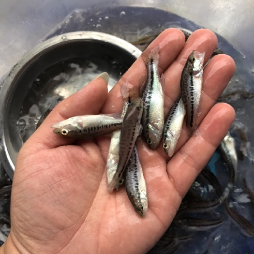 清远淡水鲈鱼  优鲈一号，加州鲈鱼苗，鲈鱼，鲈鱼水花苗