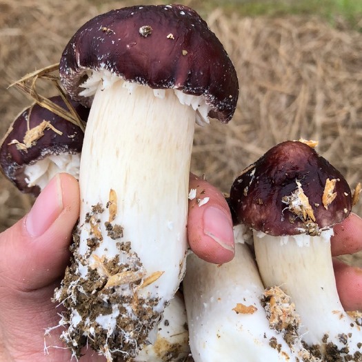 祁阳市新鲜姬松茸大量供应