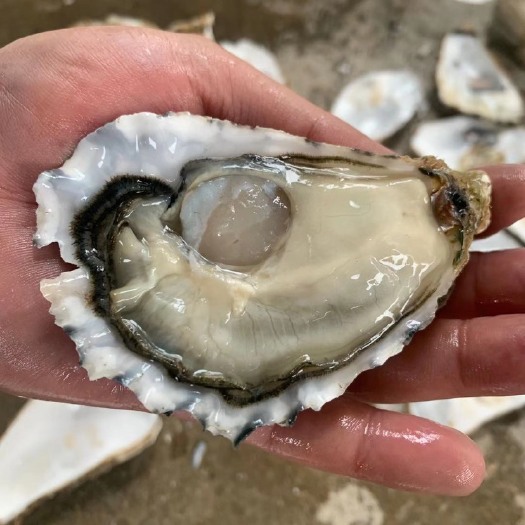 饶平县三倍体生蚝  带壳生蚝鲜活批发产地直销一手货源全国批发一箱100斤