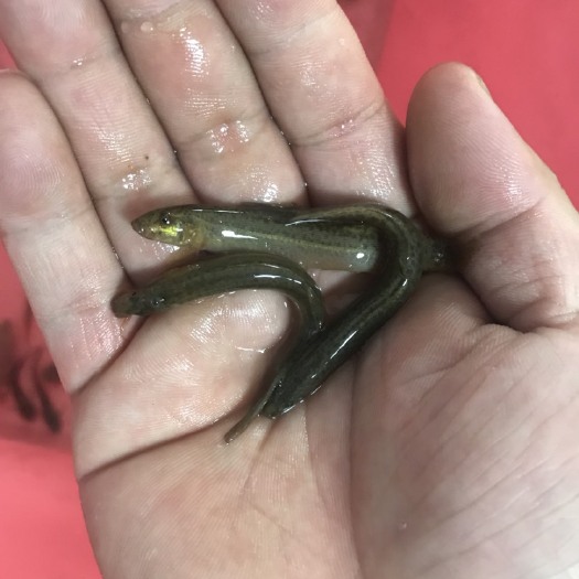 南宁泥鳅苗，泥鳅，泥鳅鱼苗生长速度快，好养活，鱼病少。