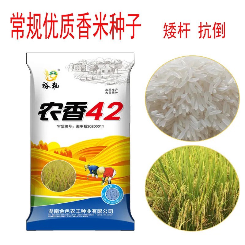 常德农香42水稻种子  长粒香米水稻种子 矮杆抗倒优质水稻