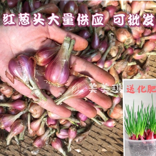 玉林红葱头  四季小葱种 一件代发 基地直供