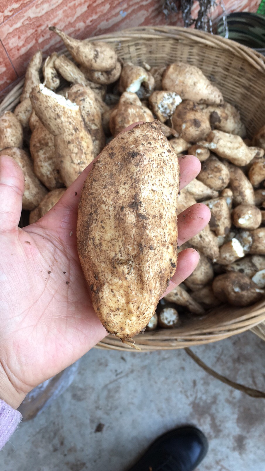 天全县土耳苕  四川天全新华特产药苕