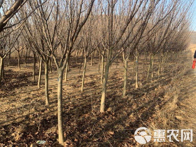 晚樱  三公分樱花，晚樱，早樱 3公分樱花