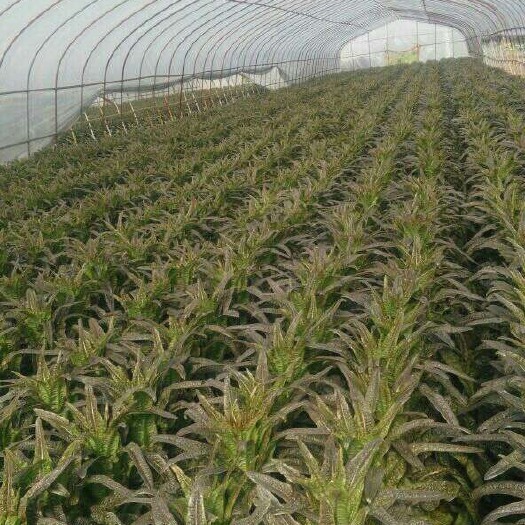 徐州莴笋 大棚莴苣质量一级需要联系