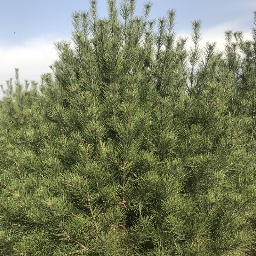 西安 3米一级白皮松