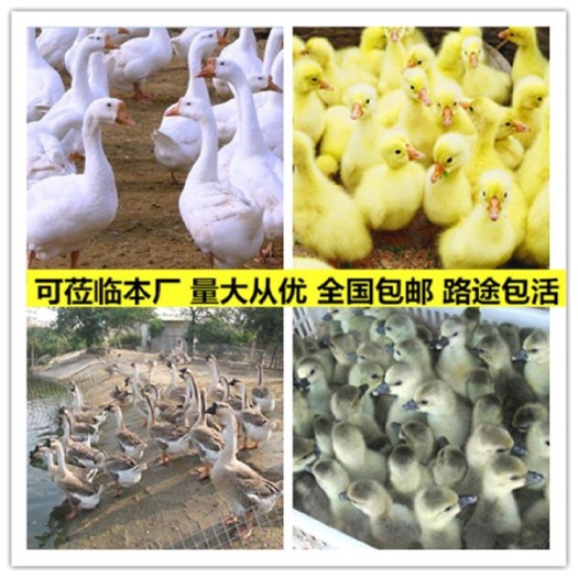 灌南县三花鹅苗  三花鹅四季鹅大种白鹅皖西白鹅扬州白鹅浙东白鹅