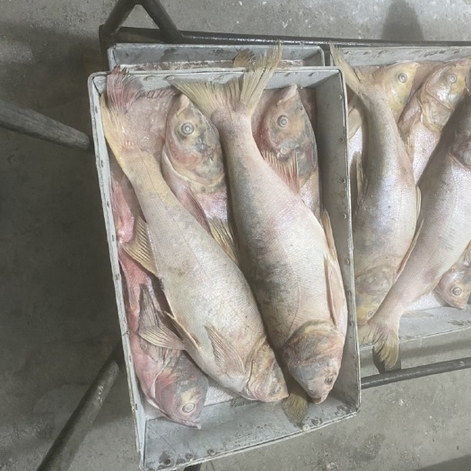 江门甲鱼螃蟹饲料鱼，速冻