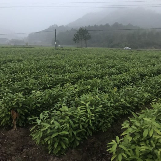 长年有货，一年苗两年都有根系发达活率高，年可供应百万桂苗