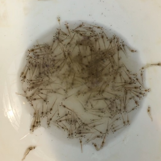 连云港育苗基地直发 淡化虾苗 纯淡水南美白对虾苗