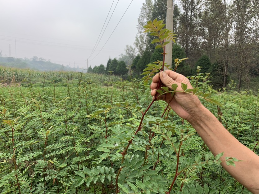 大红袍花椒苗 晋城阳城，大量花椒苗出售，植株80-2米不等，