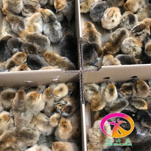 广州乌骨鸡苗 统货