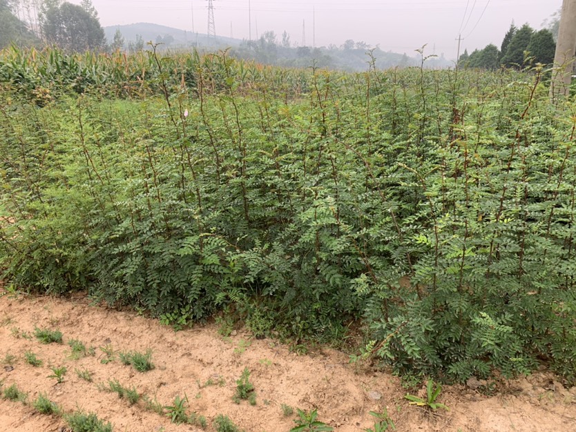 大红袍花椒苗 晋城阳城，大量花椒苗出售，植株80-2米不等，