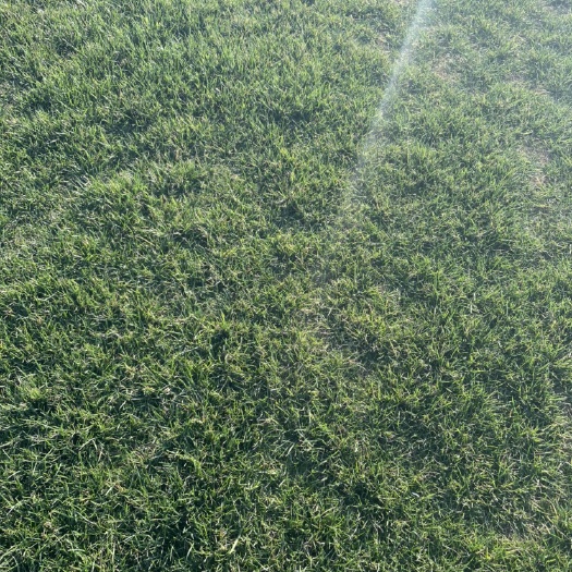 寿县农户直销大量工程用果岭草 百慕大混播黑麦草四季青