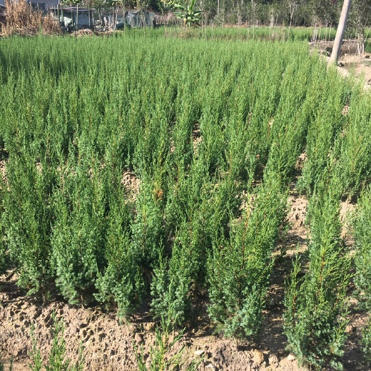 塔柏树苗  塔柏苗 圆柏树苗 墓地松