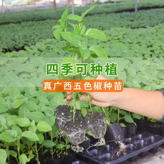 容县五彩椒苗大量上市啦