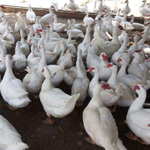 南宁大种白番鸭苗 红脸鸭苗 孵化基地直销 包打疫苗成活 诚信经营