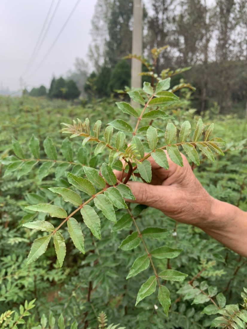 大红袍花椒苗 晋城阳城，大量花椒苗出售，植株80-2米不等，