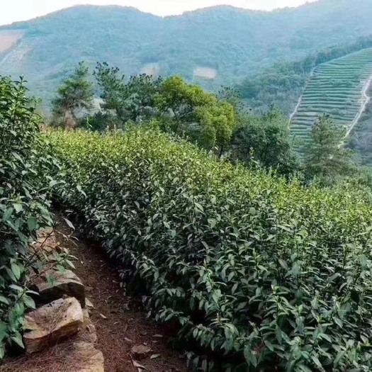 苏州洞庭西山碧螺春