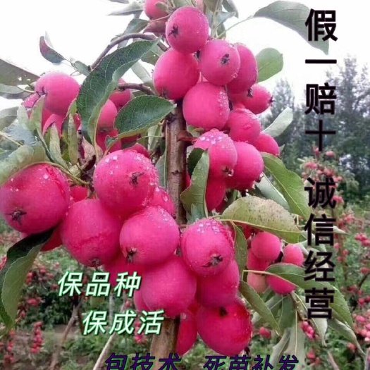 营口抗病一号——鸡心果树苗