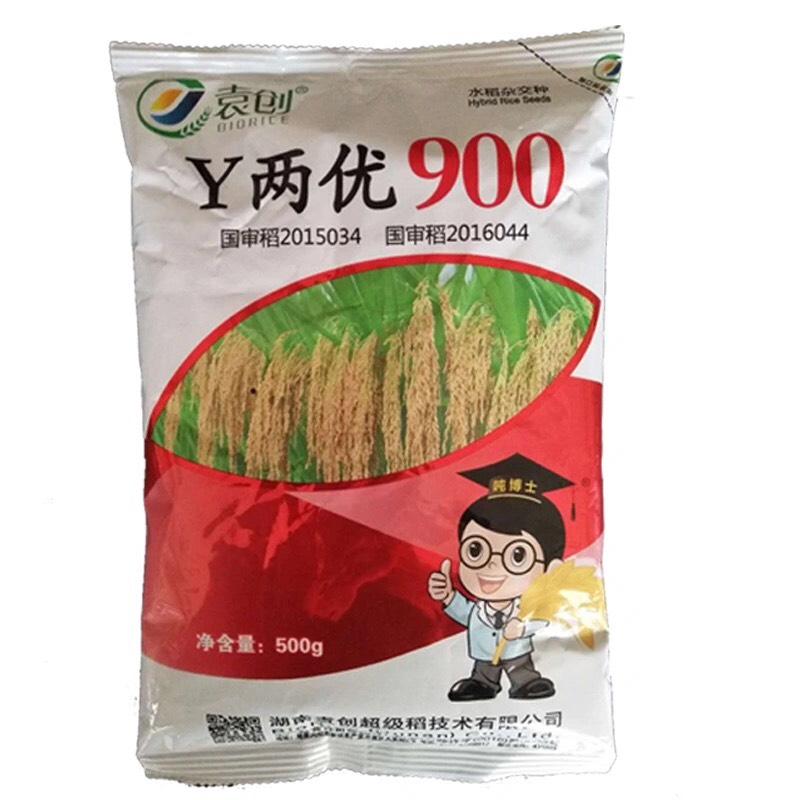 y两优900水稻种子  谷种 y两优900水稻杂交稻