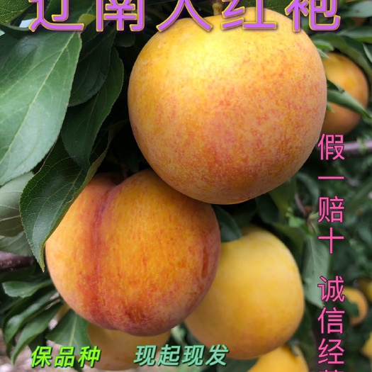 营口口感与外表的结合—大红袍李子苗