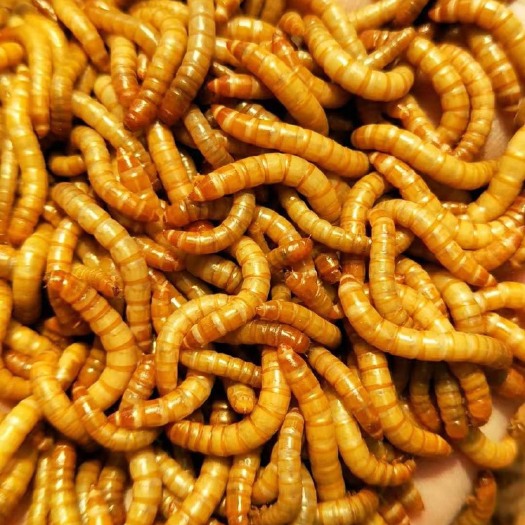 洛阳黄粉虫（又名面包虫），被誉为“蛋白质饲料的宝库”。