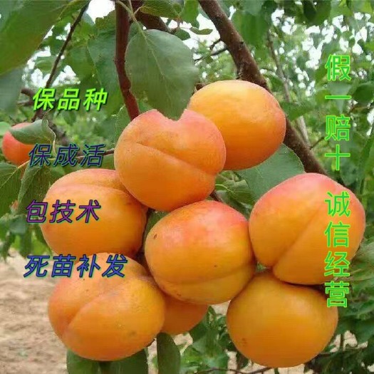 营口沙金红杏树苗  大果黄肉—沙金红杏