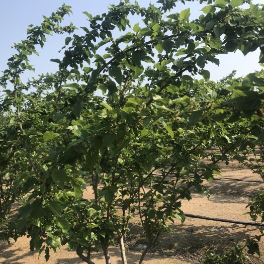 漳浦县黑桑葚  黑水果桑葚天然绿色水果