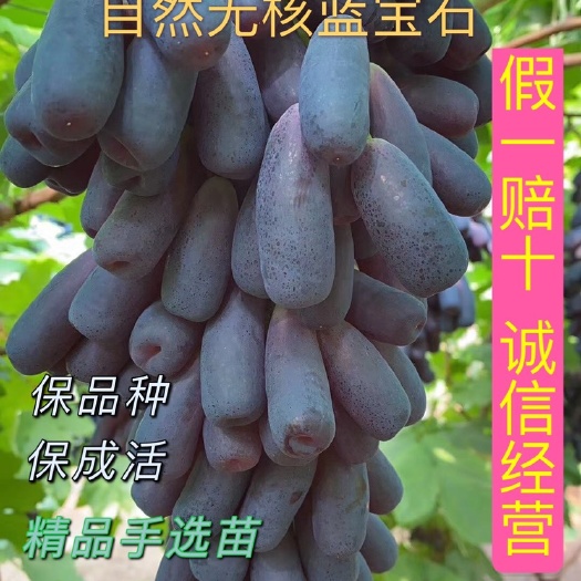 营口自然无核—甜蜜蓝宝石葡萄苗