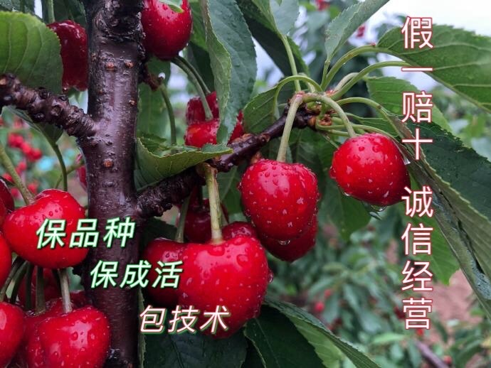 营口美早苗  优质—大樱桃车厘子