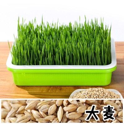 大麦 可生产麦芽糖 猫草 大麦苗 啤酒花 芽苗菜种子