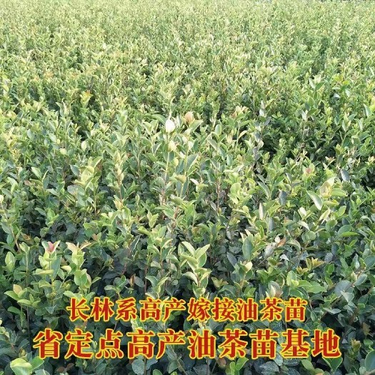 宜春油茶树苗 根系发达 苗子粗壮 结果多 品种好