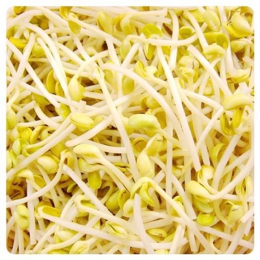 淮北黄豆芽 