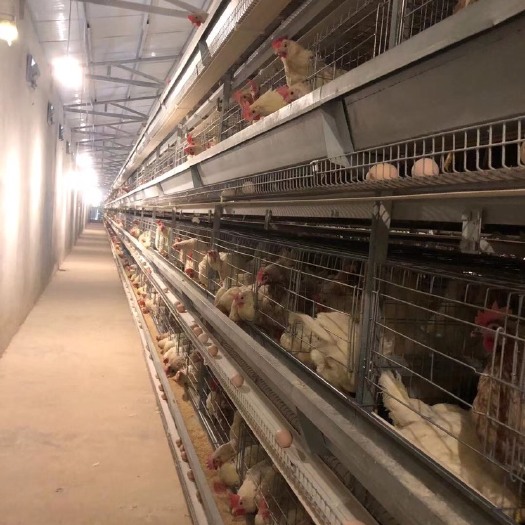 大层叠式蛋鸡笼，育雏笼，种鸡笼，肉鸡笼